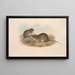 Die Säugetiere Australiens Pl121 - John Gould — gerahmtes Bild an der Wand