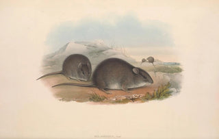 John Gould - The mammals of Australia Pl123.webp