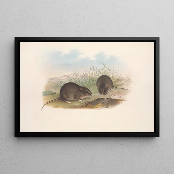 John Gould - The mammals of Australia Pl124.webp