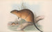 Die Säugetiere Australiens Pl131 - John Gould — Ansicht des Kunstwerks
