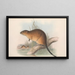 Die Säugetiere Australiens Pl131 - John Gould — gerahmtes Bild an der Wand