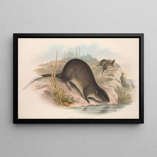 John Gould - The mammals of Australia Pl132.webp