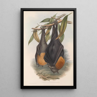 John Gould - The mammals of Australia Pl134.webp