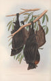Die Säugetiere Australiens Pl136 - John Gould — Ansicht des Kunstwerks