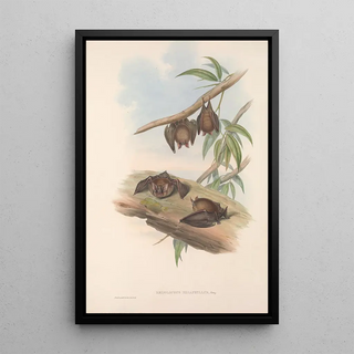 John Gould - The mammals of Australia Pl139.webp