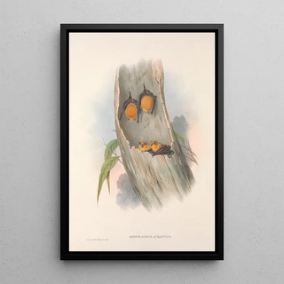John Gould - The mammals of Australia Pl141.webp