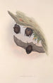 Die Säugetiere Australiens Pl147 - John Gould — Ansicht des Kunstwerks