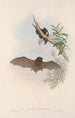 Die Säugetiere Australiens Pl148 - John Gould — Ansicht des Kunstwerks