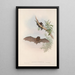 Die Säugetiere Australiens Pl148 - John Gould — gerahmtes Bild an der Wand