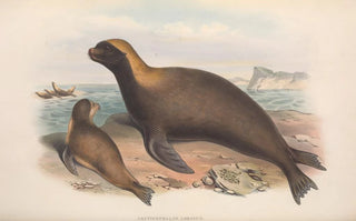 John Gould - The mammals of Australia Pl155.webp