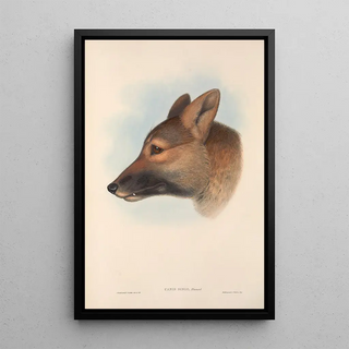 John Gould - The mammals of Australia Pl157.webp