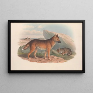 John Gould - The mammals of Australia Pl158.webp