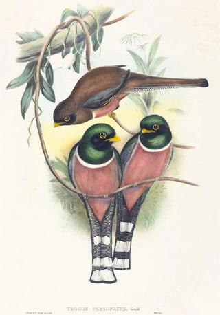 John Gould - Trogan personatus.webp