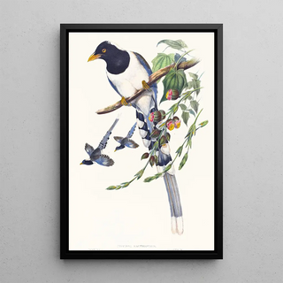John Gould - Urocissa magnirostris.webp