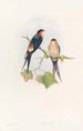 Hirondelle de mosquée occidentale - John Gould — Ansicht des Kunstwerks