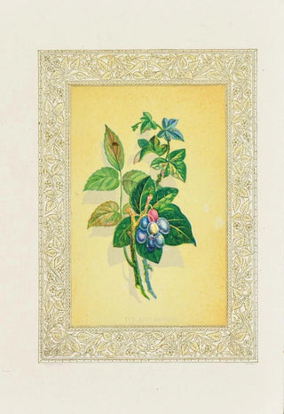 John Henry Ingram - Ivy and Berries.webp