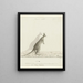 Macropus sp. Kangourou - John Hunter — gerahmtes Bild an der Wand