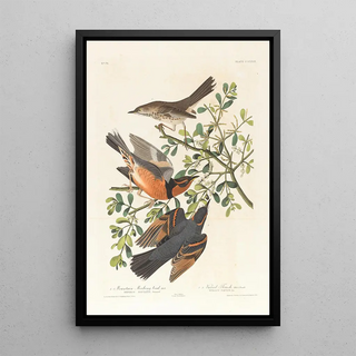 John James Audubon - 1 Mountain mocking bird male 2 3 Varied thrush male female.webp