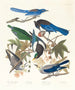 Pie bavarde 2 Geai de Steller 3 Geai outremer 4 5 Corneille de Clark - John James Audubon — Ansicht des Kunstwerks