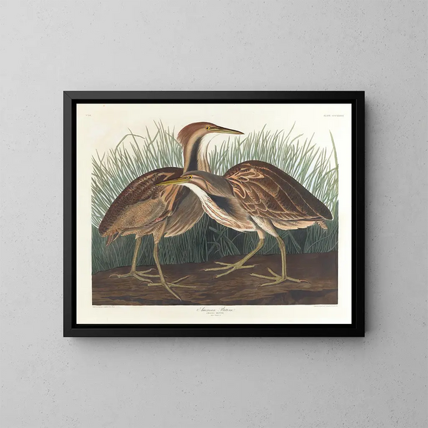 Butor d'Amérique - John James Audubon — gerahmtes Bild an der Wand