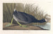 Foulque d'Amérique - John James Audubon — Ansicht des Kunstwerks
