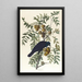 Corbeau d'Amérique - John James Audubon — gerahmtes Bild an der Wand
