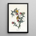 Chardonneret jaune d'Amérique - John James Audubon — gerahmtes Bild an der Wand