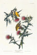 Chardonneret jaune d'Amérique - John James Audubon — Ansicht des Kunstwerks