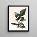 Pie d'Amérique - John James Audubon — gerahmtes Bild an der Wand