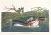 Grèbe à bec bigarré d'Amérique - John James Audubon — Ansicht des Kunstwerks