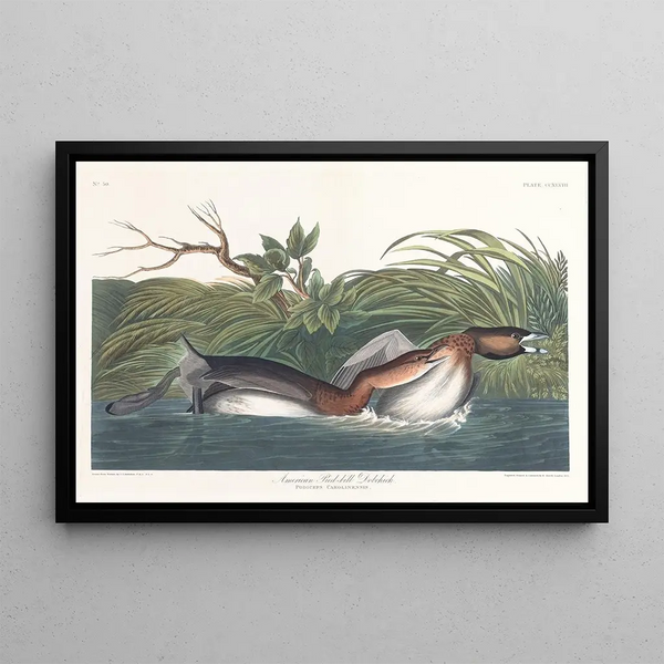 Grèbe à bec bigarré d'Amérique - John James Audubon — gerahmtes Bild an der Wand