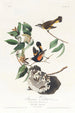 Paruline flamboyante d'Amérique - John James Audubon — Ansicht des Kunstwerks