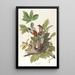 Merle d'Amérique - John James Audubon — gerahmtes Bild an der Wand