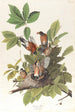 Merle d'Amérique - John James Audubon — Ansicht des Kunstwerks