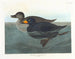 Kanadagans amerikanischer Schnatterente - John James Audubon — Ansicht des Kunstwerks