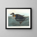 Kanadagans amerikanischer Schnatterente - John James Audubon — gerahmtes Bild an der Wand