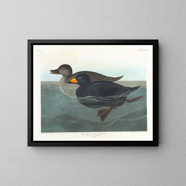 Kanadagans amerikanischer Schnatterente - John James Audubon — gerahmtes Bild an der Wand