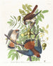 Epervier d'Amérique - John James Audubon — Ansicht des Kunstwerks