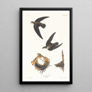 John James Audubon - American swift.webp