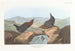 Cincle d'Amérique - John James Audubon — Ansicht des Kunstwerks