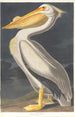 Weißer Pelikan aus Amerika - John James Audubon — Ansicht des Kunstwerks