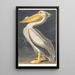 Weißer Pelikan aus Amerika - John James Audubon — gerahmtes Bild an der Wand