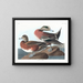 Kanadischer Ente - John James Audubon — gerahmtes Bild an der Wand