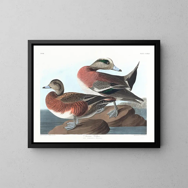 Kanadischer Ente - John James Audubon — gerahmtes Bild an der Wand