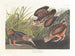 Amerikanische Birkhuhn - John James Audubon — Ansicht des Kunstwerks