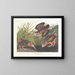 Amerikanische Birkhuhn - John James Audubon — gerahmtes Bild an der Wand