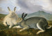 Arktischer Hase - John James Audubon — Ansicht des Kunstwerks