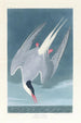 Sterne arctique - John James Audubon — Ansicht des Kunstwerks