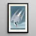 Sterne arctique - John James Audubon — gerahmtes Bild an der Wand