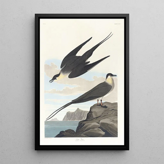 John James Audubon - Arctic yager.webp
